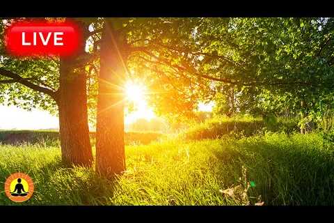 🔴 Relaxing Music 24/7, Sleep Music, Stress Relief Music, Spa, Meditation, Yoga, Zen, Flowing Stream