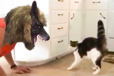 Funniest Cats Reaction Video | My Cat Is Scared Of  Weird Things | Beast Paws