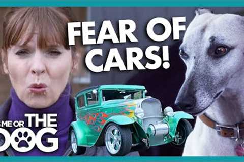Anxious Whippet is Scared of Cars! | It's Me or The Dog