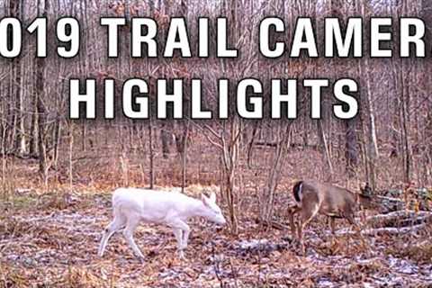 My Favorite Trail Camera Pictures of 2019