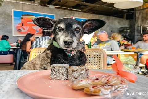 7 Reasons Why You And Your Dog Will Love Bondi Green London