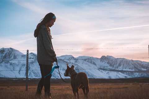 Building a Better Recall - Proven Strategies to Keep Your Puppy From Running Off