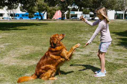 Say Goodbye To Leash Drama: How To Keep Your Puppy Close By