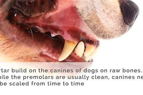 Complete guide to natural dental care for dogs