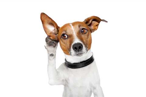 How to Teach Your Dog to Listen Up