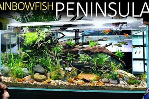 We Built A Realistic Rainbowfish Aquarium: EPIC 4ft Aquascape Tutorial