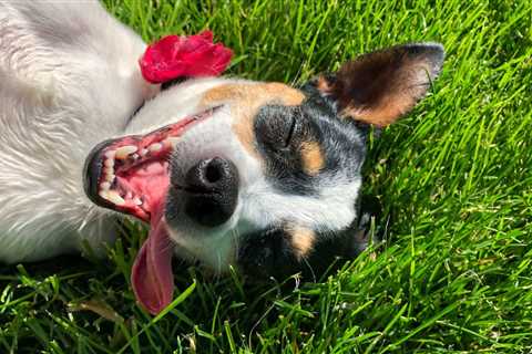 Lost And Found: Essential Training Techniques For Escape-Prone Puppies