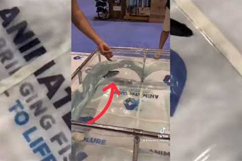 Robot Fishing Lure! - swims like real live bait