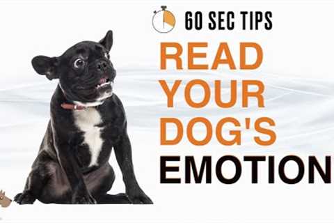 YOUR DOG'S EMOTIONAL STATE (DOG LANGUAGE) - 60 SEC Dog Training Tips #5