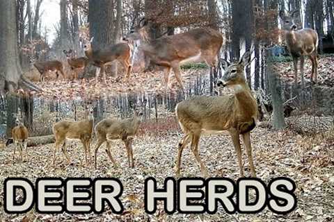 Trail Camera: Whitetail Deer Herds