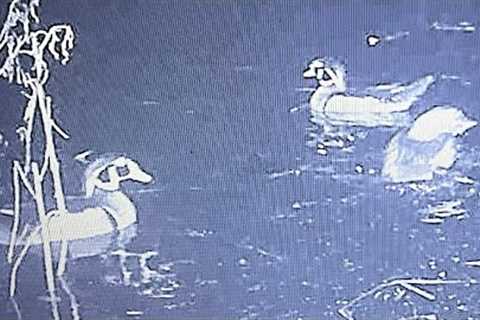 Catching Wood Ducks On Trail Camera