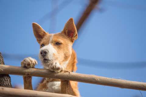A Comprehensive Guide to Preventing Puppy Runaways