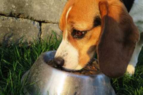 The 13 Best Dog Food Toppers for Beagles