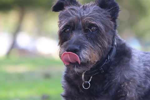 How to Puppy-Proof Your Home - Preventing Escapes and Other Mishaps