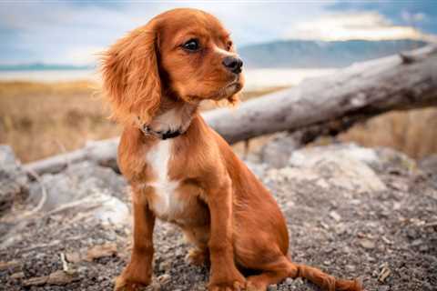 The Secret To Training Your Puppy To Stay Put And Stay Safe
