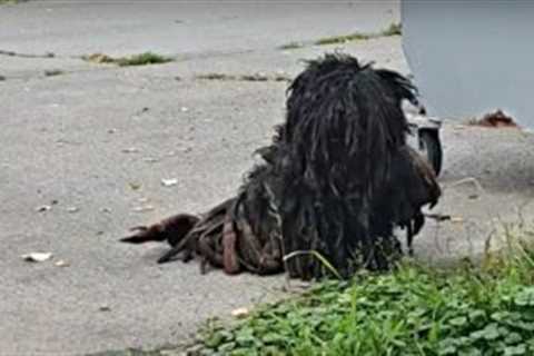 Matted Street Dog With Heavy Coat Gets An Emotional Makeover