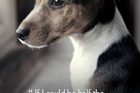 The Benefits of Hiring a Dog Trainer for a Runaway Puppy