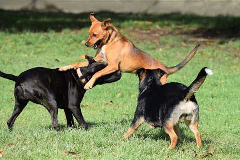 The Puppy Owner's Guide To Preventing Runaways And Keeping Pups Safe