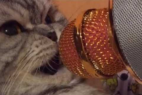 Ultimate Talking Cats | Funny Pet Compilation | The Pet Collective