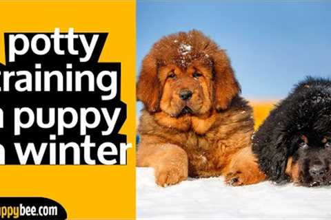 How to Potty Train your Puppy in Winter (7 tips)