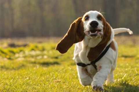 The 13 Best Dog Food Toppers for Basset Hounds