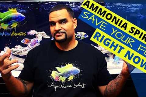 Fish Tank Ammonia - How to fix it right now (SIMPLE)