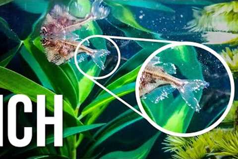 The Best ICH Treatment for Freshwater Fish