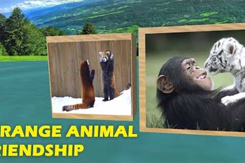 Animal Friendship. Amazing couples animals. Panda and?