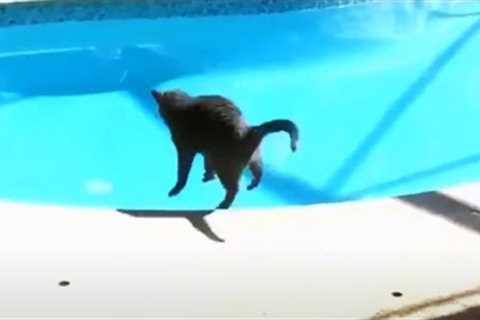 Animals Getting Scared Over Nothing 😂 [Funny Pets]