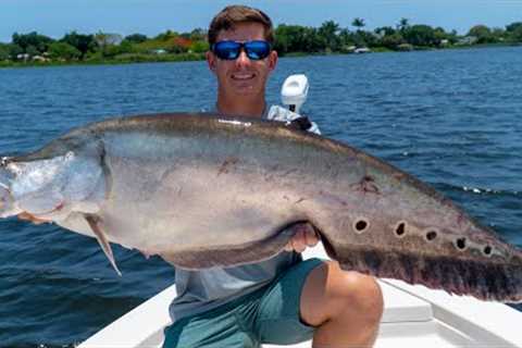 GIANT Invasive Clown Knife Fish! Catch Clean Cook! (Lake Ida Live Bait Fishing)