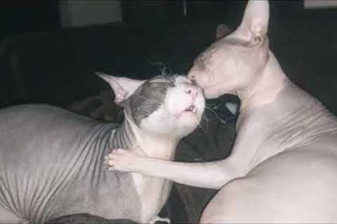 sphynx cat friendship