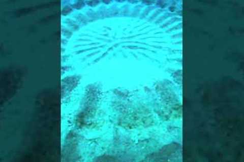 Scientists Found These Strange Underwater Circle But Couldn't Believe What Made Them #shorts