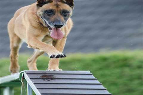 The Benefits Of Brain Training For Dogs