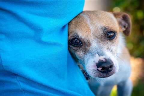 Puppy Socialization - How to Build a Stronger Bond and Prevent Running Away