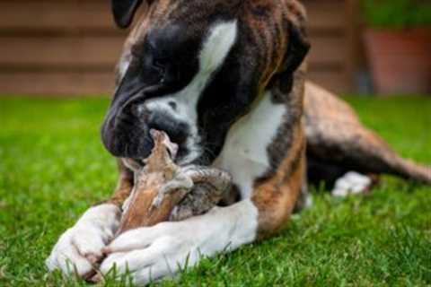 The 13 Best Dog Food Toppers for Boxers