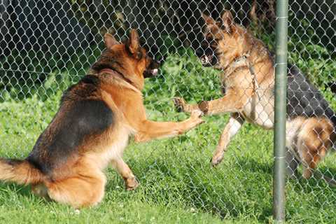 Dog-Proofing Your Yard - How to Prevent Your Puppy From Escaping