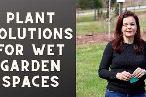 Solutions for Problem Areas | Wet Garden Spaces | Gardening with Creekside