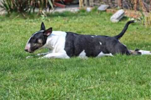 The 13 Best Dog Food Toppers for Bull Terriers
