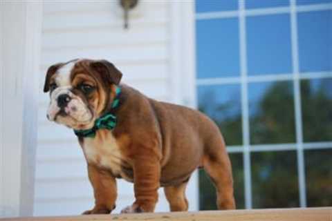 20 Best Foods for a Bulldog with Diarrhea