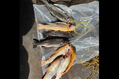 Crazy Lake Pardee opener 2023 FISH ON!!!!!