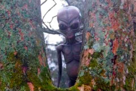 This Forest Ranger Noticed This On His Trail Camera But Couldn't Explain What It Had Captured
