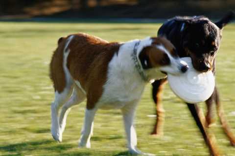 Puppy Problems Solved - Effective Behavior Training For Runaway Pups