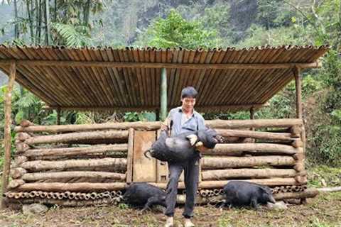 Build a Pigsty | Cook Pig Food | Build a New life, My Daily life | Solo Survival