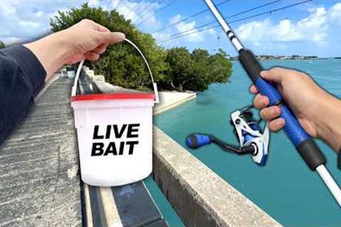 Florida Keys Bridge Fishing! Eating Whatever I Catch (Catch and Cook)