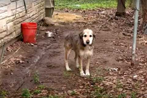 Forgotten Dog Chained In Dirt For 5 Years Encounters Real Life Angel