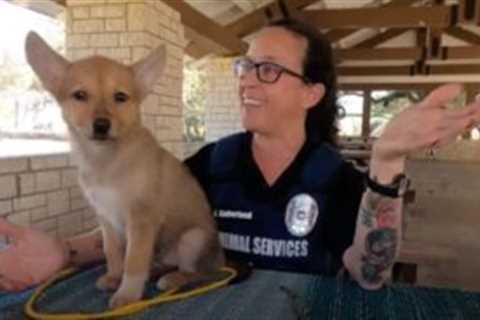 Shelter Waiting For DNA Results To Determine Whether Or Not Rescued “Canine” Is Actually A Dog