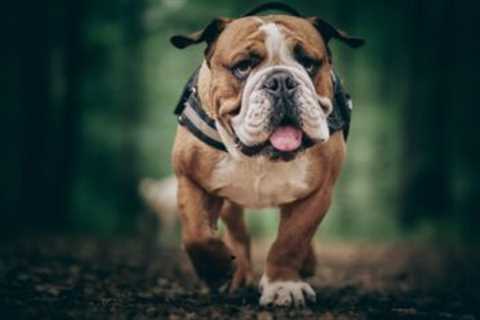 The 13 Best Dog Food Toppers for Bulldogs