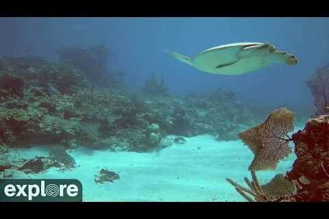 Utopia Village Underwater Reef Channel Camera powered by EXPLORE.org