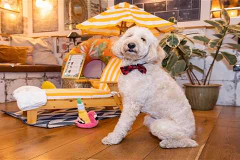 Our Tail-wagging ‘Trip’ To Paradise at the Pups’ Paradise Escape