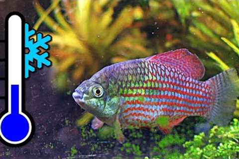 Top 10 Frosty Fish for a Cool Water Aquarium ❄️